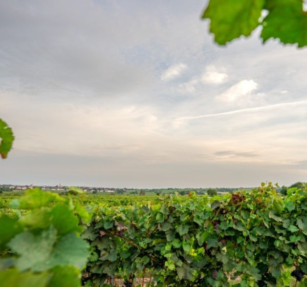 Bewölkter Himmel über einem großen Weinberg, umrahmt von großen Weinblättern.