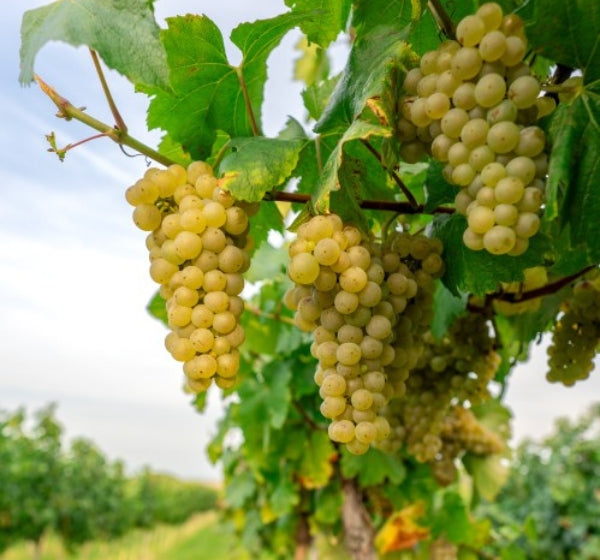 Nahaufnahme von goldgelben Trauben, die zur Ernte bereit sind, in einem Weinberg
