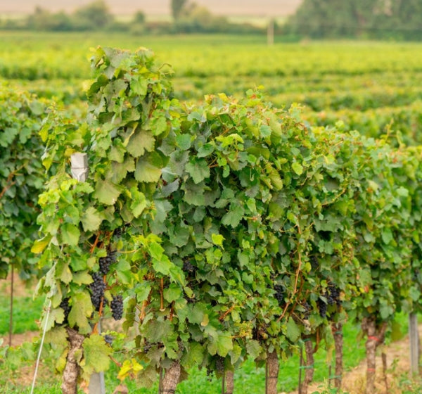 Reihen grüner Weinreben erstrecken sich in die Ferne