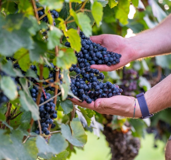 Die Hände eines Winzers untersuchen eine Weintraube