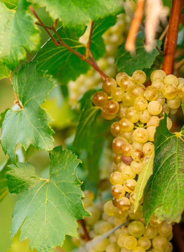 Sonnenlicht beleuchtet eine Traube weißer Trauben in einem Weinberg